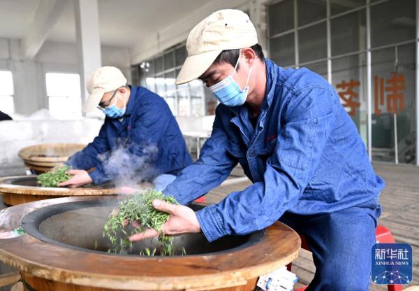 广西柳城:春茶开采 广西柳城:春茶开采