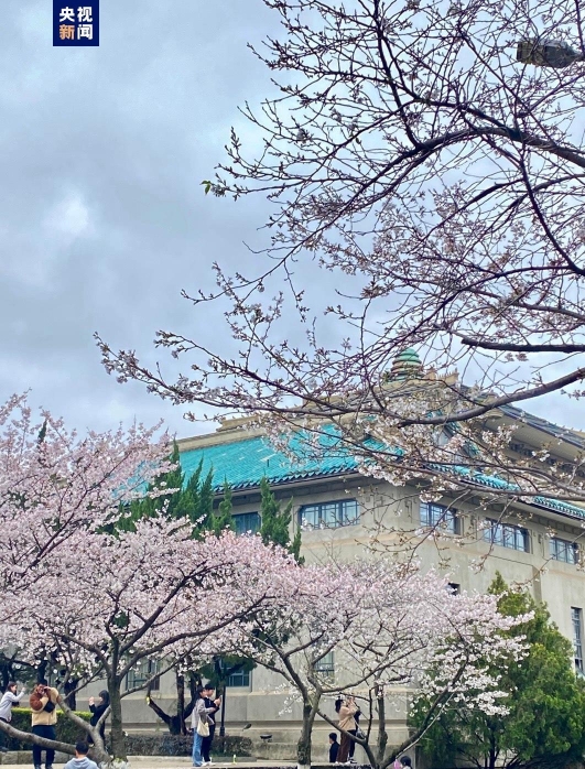 如约而至！湖北珞珈山再续“樱花之约”