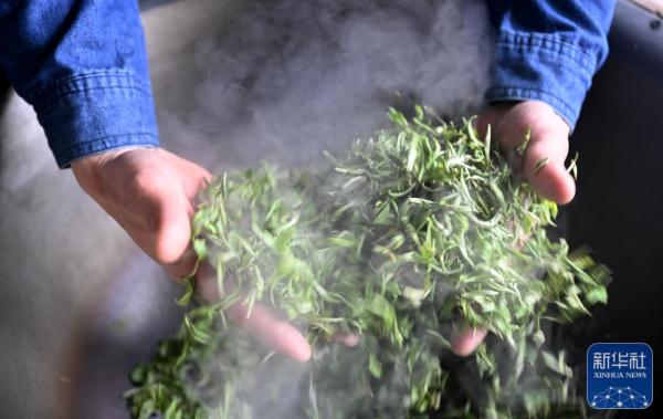 广西柳城:春茶开采 广西柳城:春茶开采