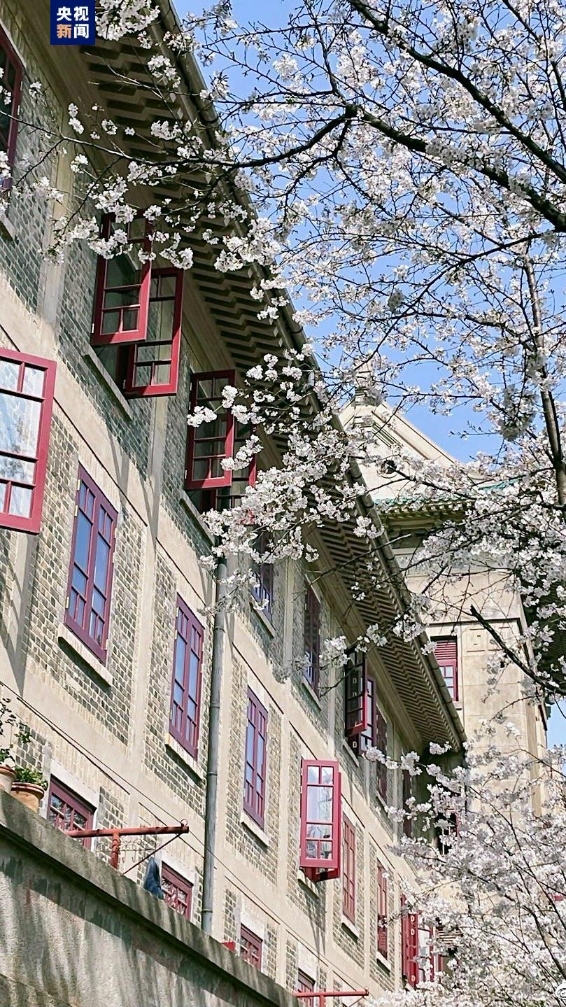 如约而至！湖北珞珈山再续“樱花之约”