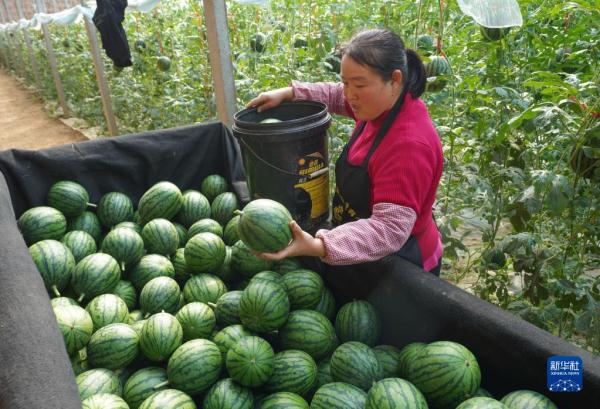 山东邹平：多种产业模式推进强村富农