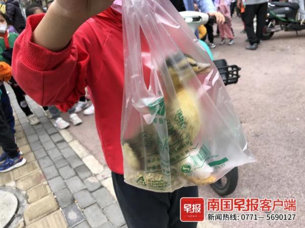 南宁不少摊贩在小学周边卖鸡鸭，众多学生购买！记者调查发现……