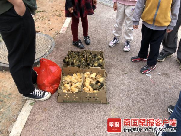 南宁不少摊贩在小学周边卖鸡鸭，众多学生购买！记者调查发现……