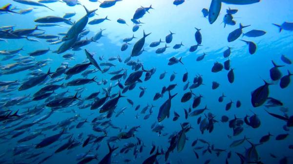 高清大片来袭!一起感受水兵的浪漫 高清大片来袭!一起感受水兵的浪漫
