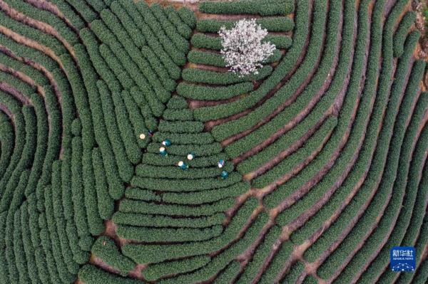 杭州举办龙井茶手工炒制技能大赛