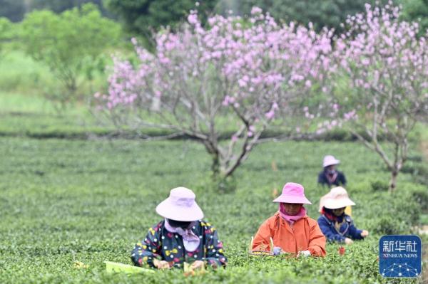 广西柳城:春茶开采 广西柳城:春茶开采