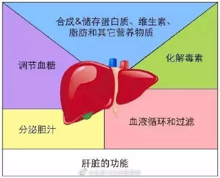 一起了解肝脏的生理功能