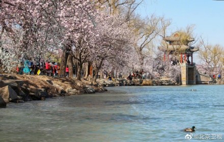颐和园山桃烂漫春色满园