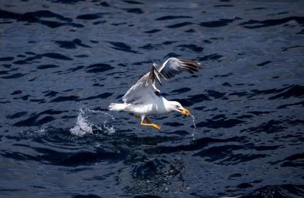 高清大片来袭!一起感受水兵的浪漫 高清大片来袭!一起感受水兵的浪漫