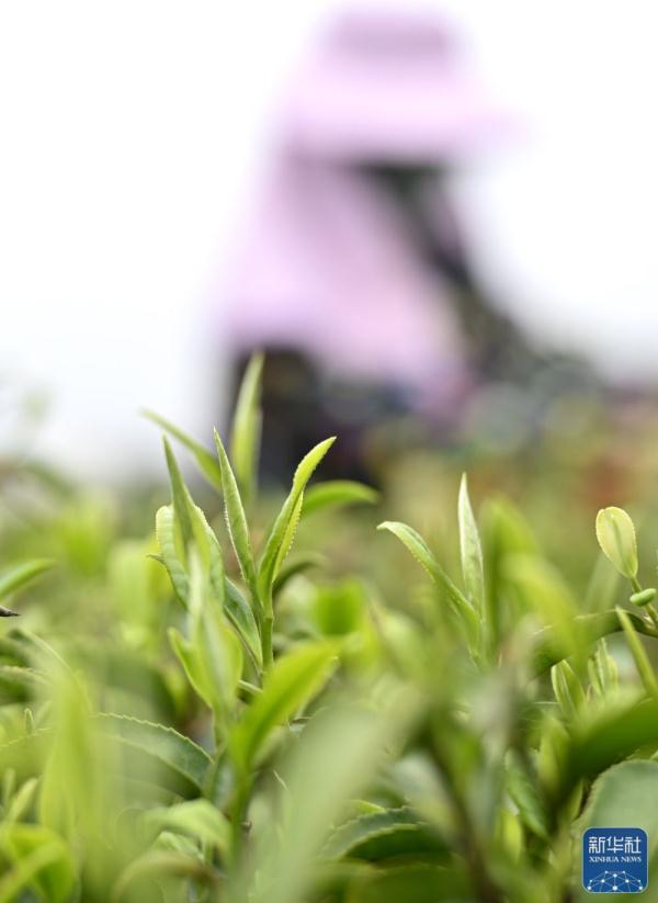 广西柳城:春茶开采 广西柳城:春茶开采