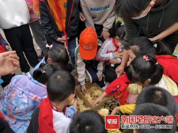 南宁不少摊贩在小学周边卖鸡鸭，众多学生购买！记者调查发现……