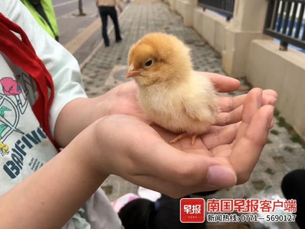 南宁不少摊贩在小学周边卖鸡鸭，众多学生购买！记者调查发现……