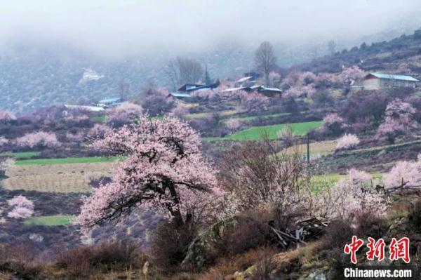 西藏林芝公布各区县桃花节赏花路线