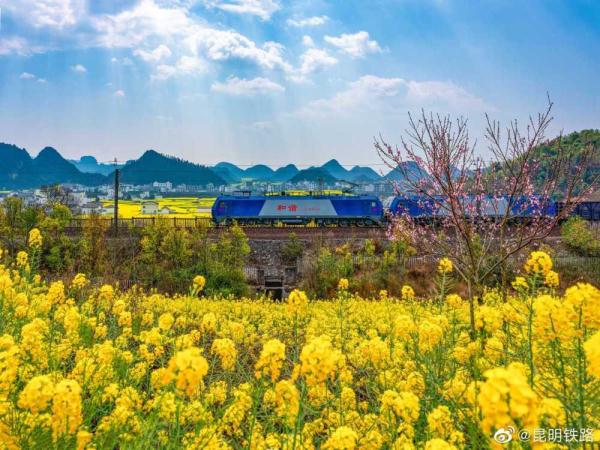 南昆铁路沿线油菜花海美如画