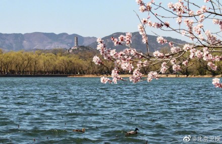颐和园山桃烂漫春色满园