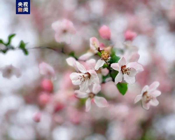 如约而至！湖北珞珈山再续“樱花之约”