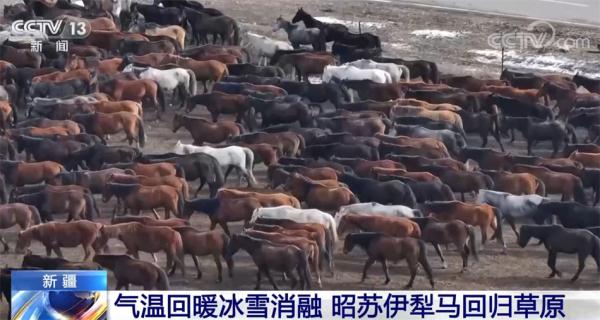 产业融合发展 新疆昭苏“马”上带来美好新生活