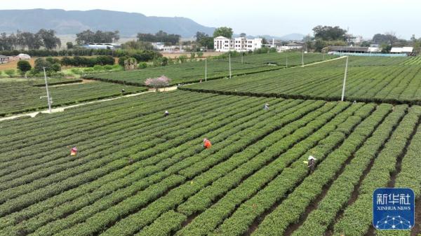 广西柳城:春茶开采 广西柳城:春茶开采