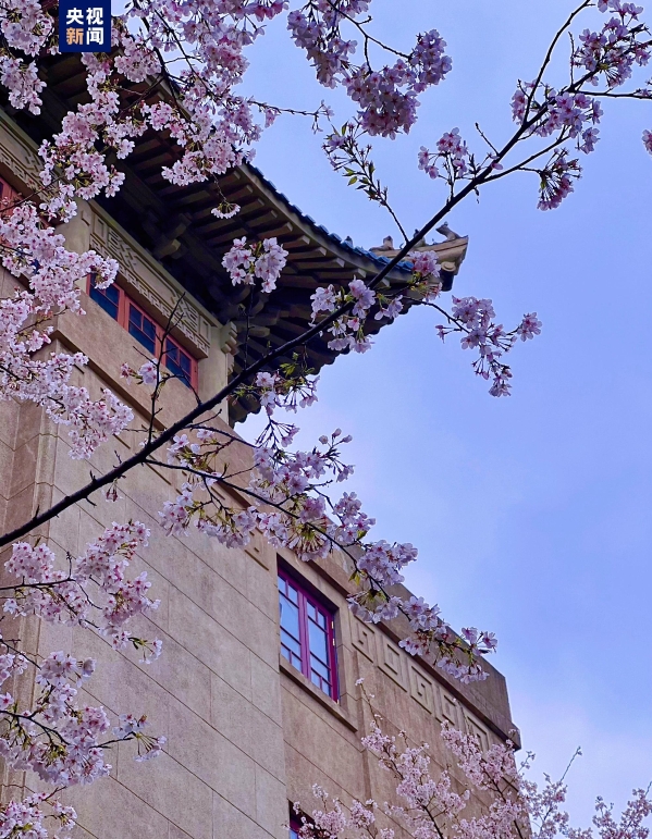 如约而至！湖北珞珈山再续“樱花之约”