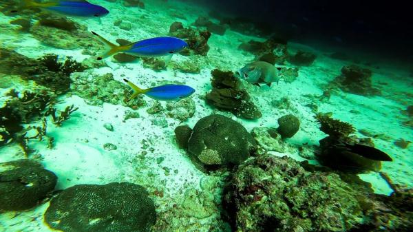 高清大片来袭!一起感受水兵的浪漫 高清大片来袭!一起感受水兵的浪漫