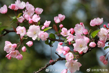 海棠花开有多美走!去赏春! 海棠花开有多美走!去赏春!