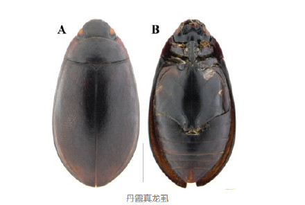 中大团队新发现3个丹霞山昆虫新种