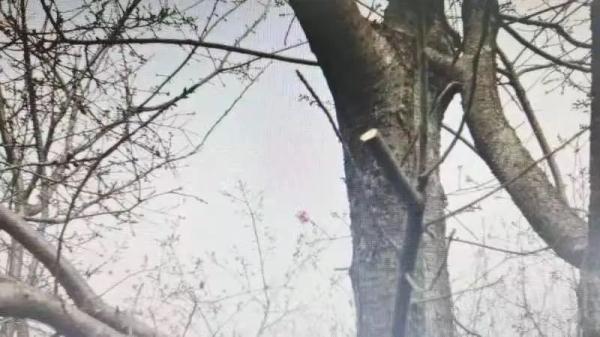 “采花贼”出没?昆明警方:依法行拘! “采花贼”出没?昆明警方:依法行拘!