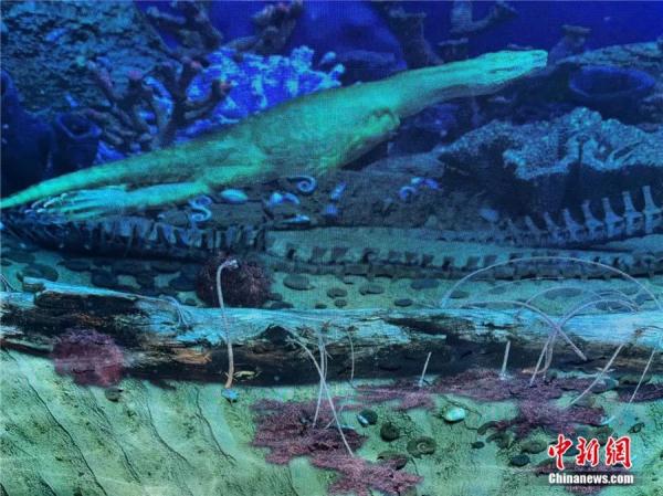 历经五次大灭绝，为何这种动物能亿万年不灭？