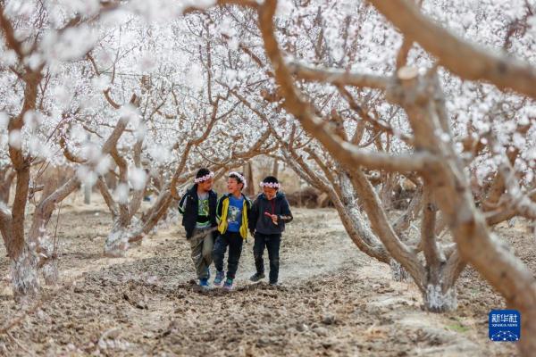2023吐鲁番杏花节开幕 2023吐鲁番杏花节开幕