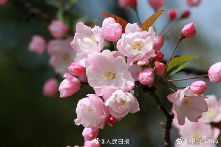 海棠花开有多美走!去赏春! 海棠花开有多美走!去赏春!