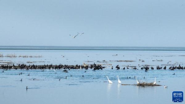 新疆博斯腾湖：冰雪消融 候鸟春归