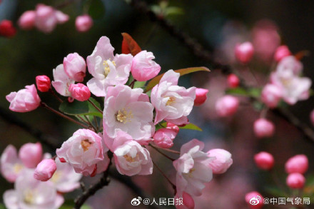 海棠花开有多美走!去赏春! 海棠花开有多美走!去赏春!