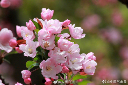 海棠花开有多美走!去赏春! 海棠花开有多美走!去赏春!