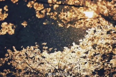 春雨中的武大夜樱