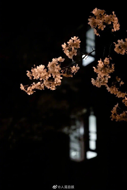 春雨中的武大夜樱