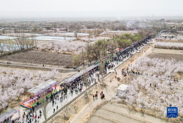 2023吐鲁番杏花节开幕 2023吐鲁番杏花节开幕