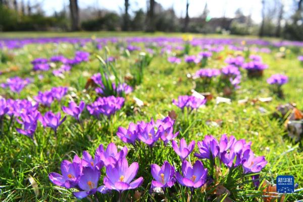 天气转暖万物复苏,春天的气息已悄然降临 天气转暖万物复苏,春天的气息已悄然降临