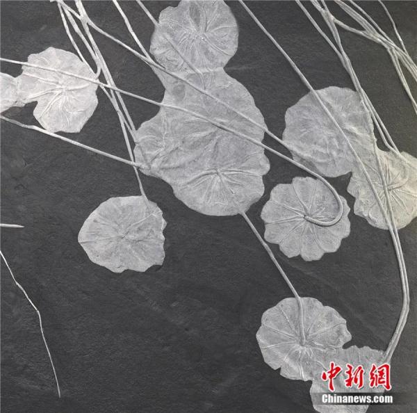 历经五次大灭绝，为何这种动物能亿万年不灭？