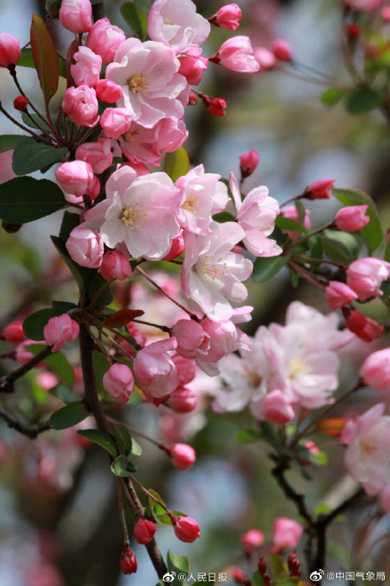 海棠花开有多美走!去赏春! 海棠花开有多美走!去赏春!