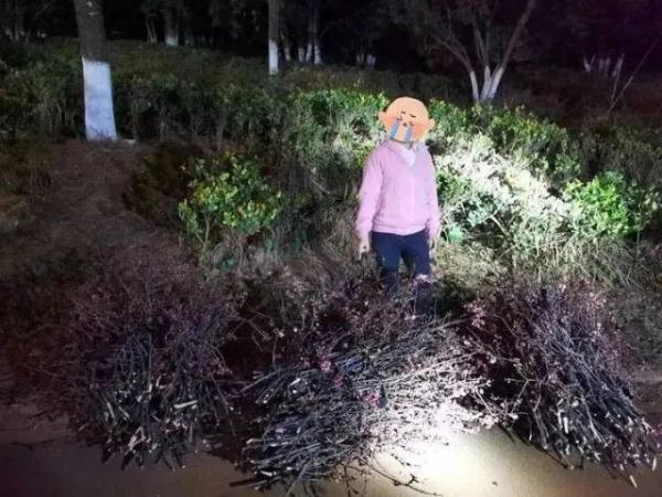树都剪秃了！三人昆明一公园里偷花，一次又一次……