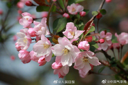 海棠花开有多美走!去赏春! 海棠花开有多美走!去赏春!