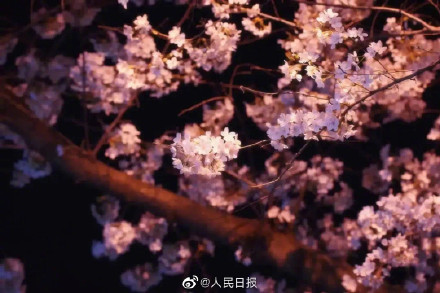 春雨中的武大夜樱