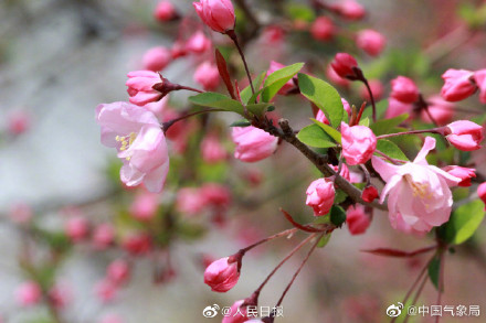 海棠花开有多美走!去赏春! 海棠花开有多美走!去赏春!