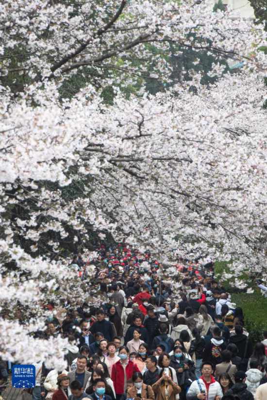 武汉大学邀请抗疫医护人员赏樱