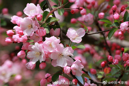 海棠花开有多美走!去赏春! 海棠花开有多美走!去赏春!