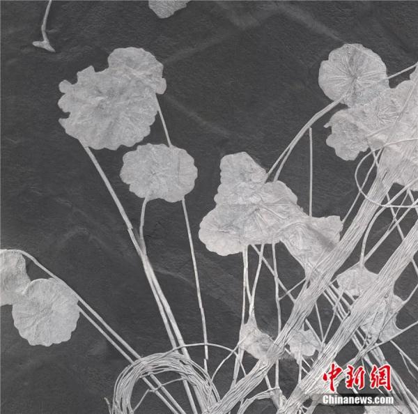 历经五次大灭绝，为何这种动物能亿万年不灭？