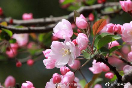 海棠花开有多美走!去赏春! 海棠花开有多美走!去赏春!