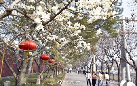 长安街红墙玉兰迎来最佳观赏期