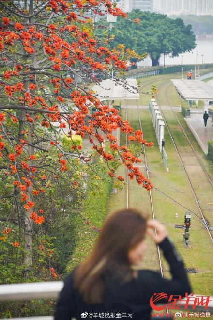 开往春天的广州红棉列车