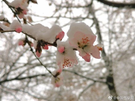 新疆伊犁春雪伴春花 别样春景浪漫了整个春天！